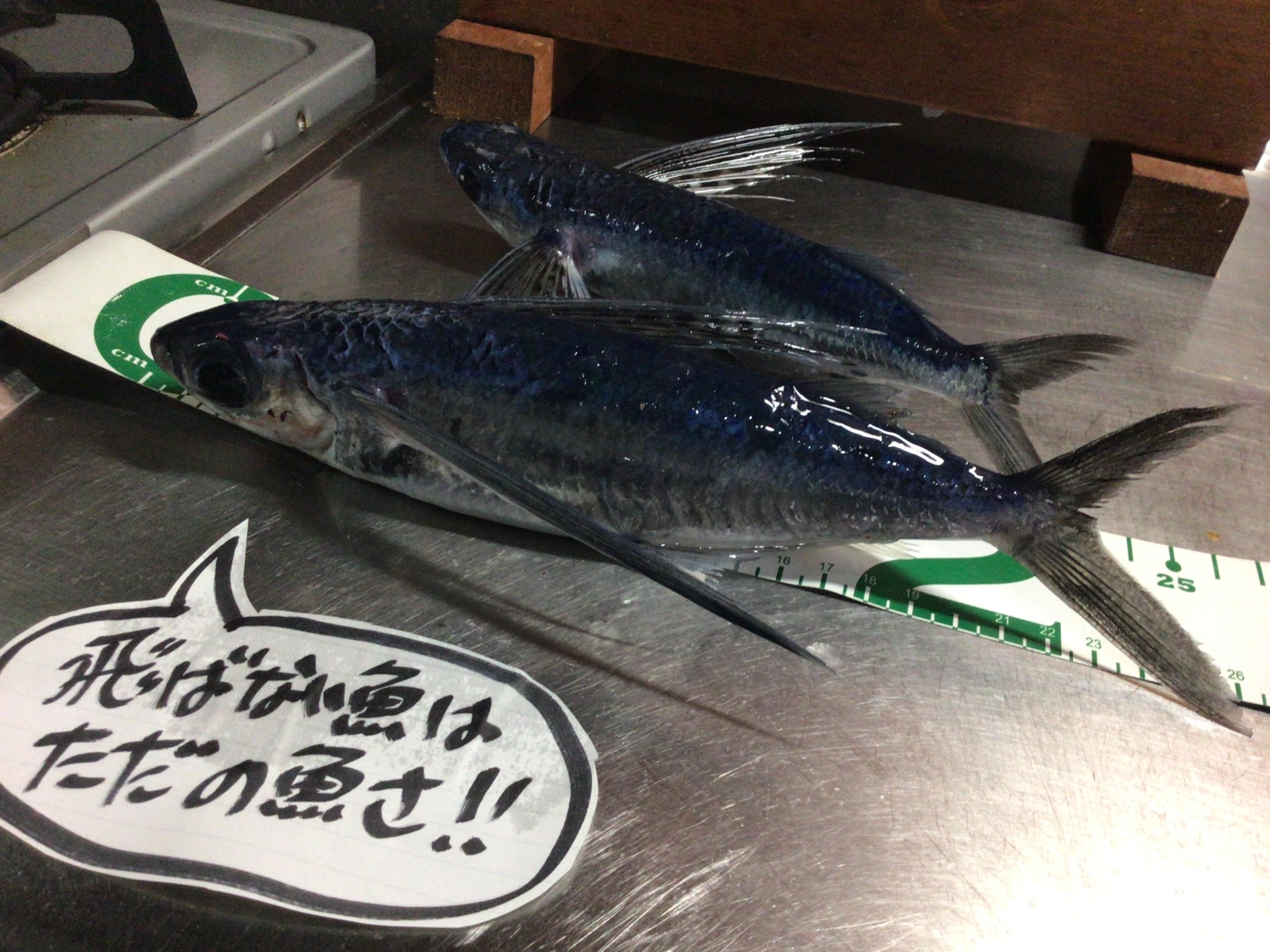 トビウオって浜名湖にいるんすネ٩( &#039;ω&#039; )و