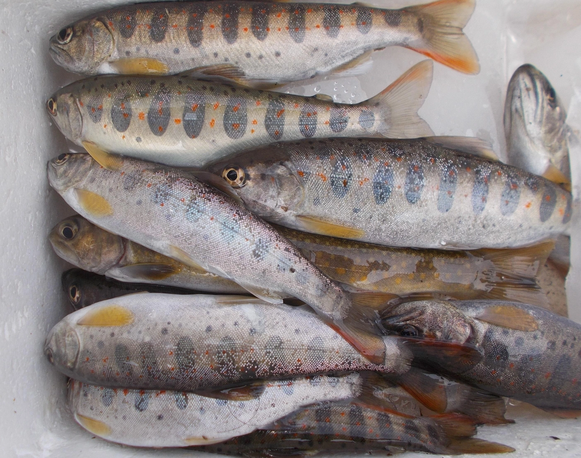 本日はアマゴ中心の釣果でした。