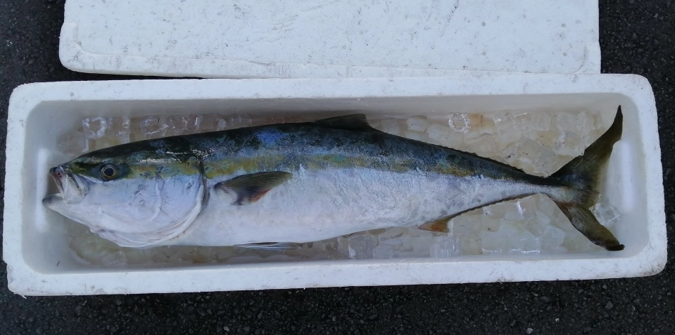ワラサ　84ｃｍ！