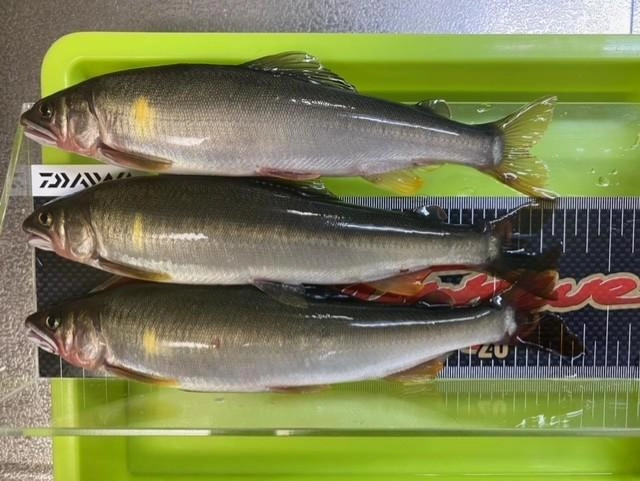 和良川産鮎　最大24㎝