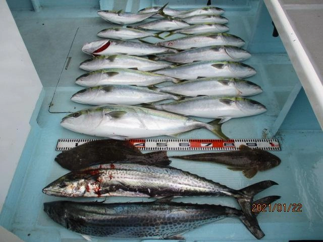 片舷だけの釣果ッ(^-^)デカザワラ、肉厚寒ビラメ、マゴチ、マル、ワラサ、ハマチッ‼︎