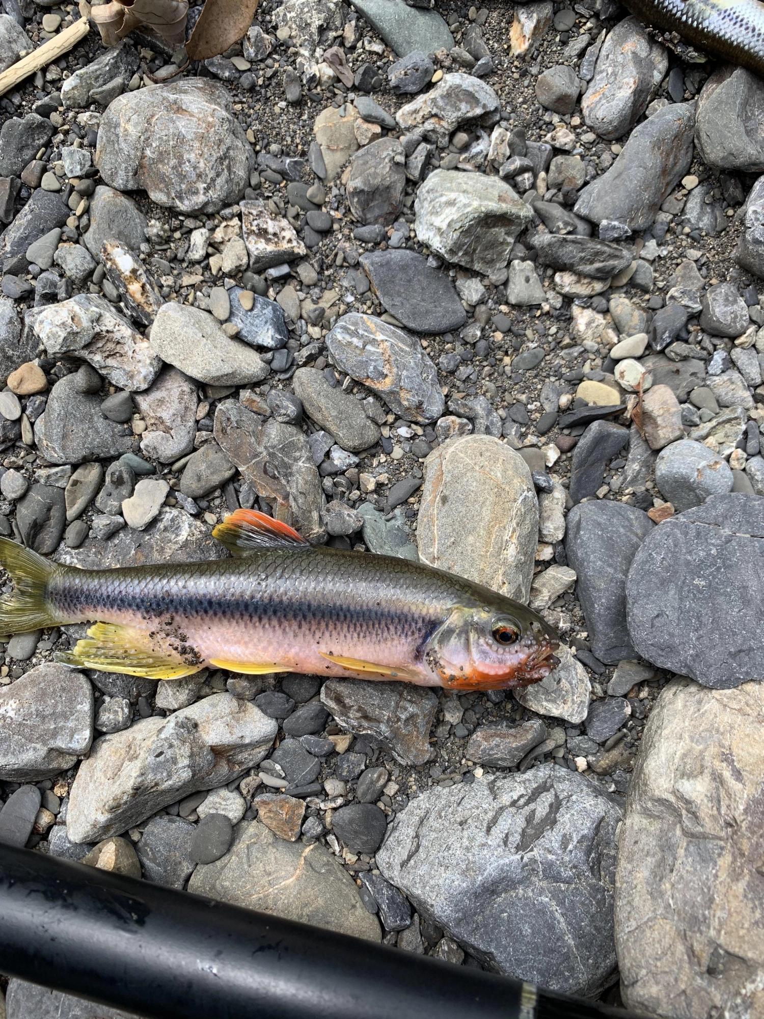 同じところでカワムツが爆釣しました。