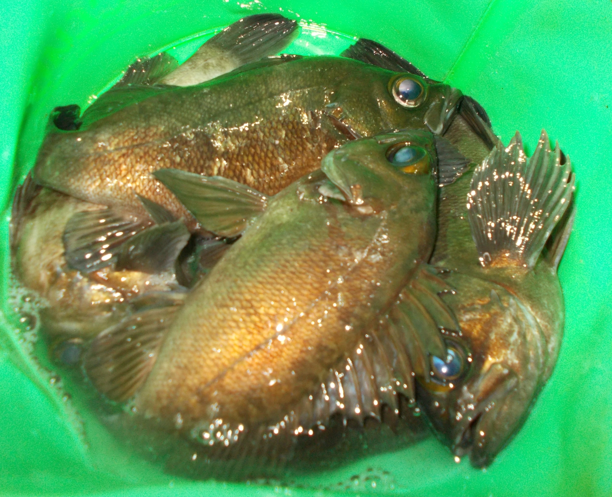 育ちの遅い魚なので針掛りの悪かった数匹だけキープして後はリリースしました。
