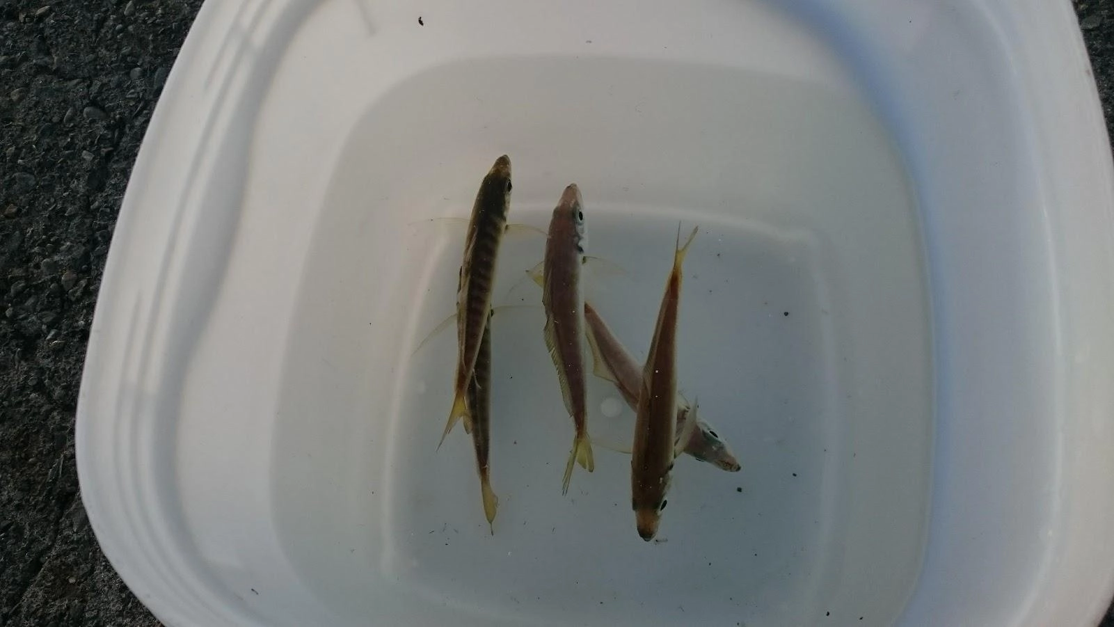 行きにすれ違った常連さんは青鯵が近場で釣れるとのことでしたが、釣れたのは全部真鯵でした。まだ釣れそうでしたが、型が小さく、多いと酸欠で弱るので5匹までとしました。