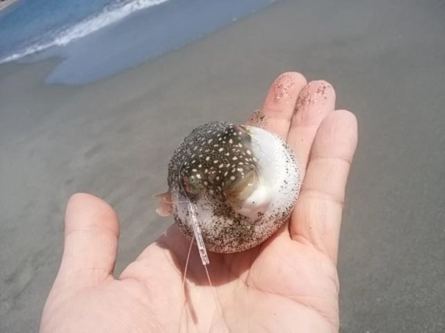 グフフ
