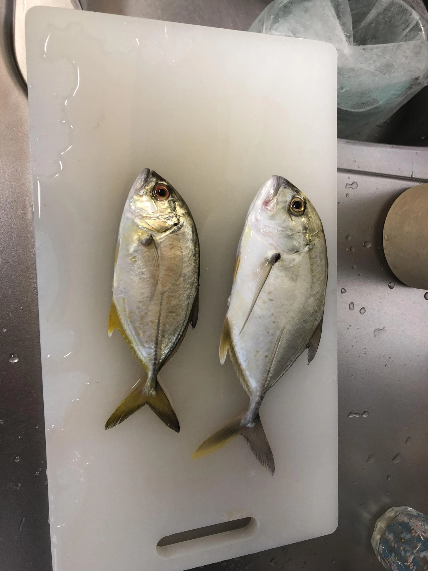 サビキにかかりました。