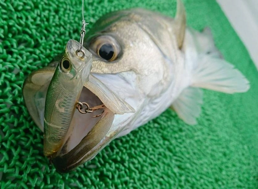 こちらはトップで釣れました。