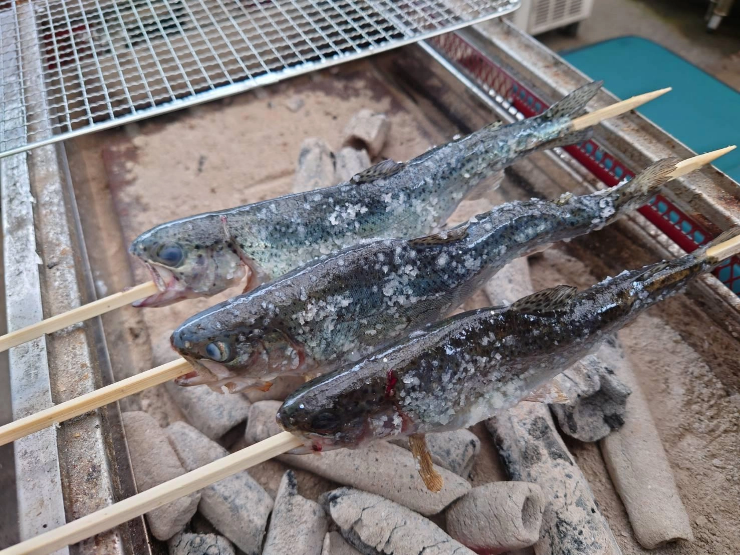 塩焼きにして食べるニジマスは最高です！！