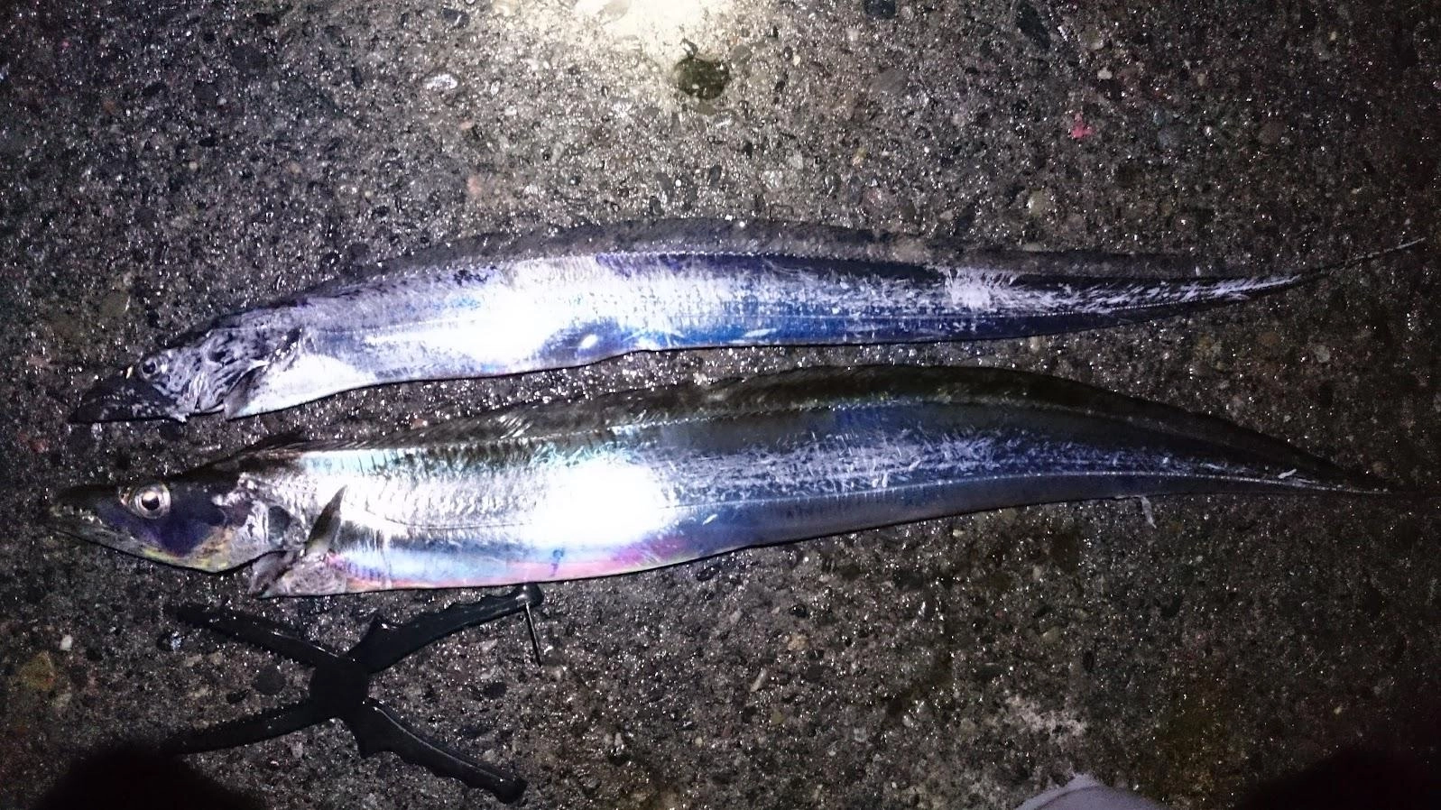 18～19時にバイトが多発しました。ただ、激流のせいか追い食いしてこず、仕方なく即合わせを選択。4抜き上げバラシするもなんとか2匹ゲットできました。
やはり即合わせだと針掛りが不十分でバラシが多発します。今考えると抜き上げにこだわらず、タモ入れすれば良かったかもしれません。