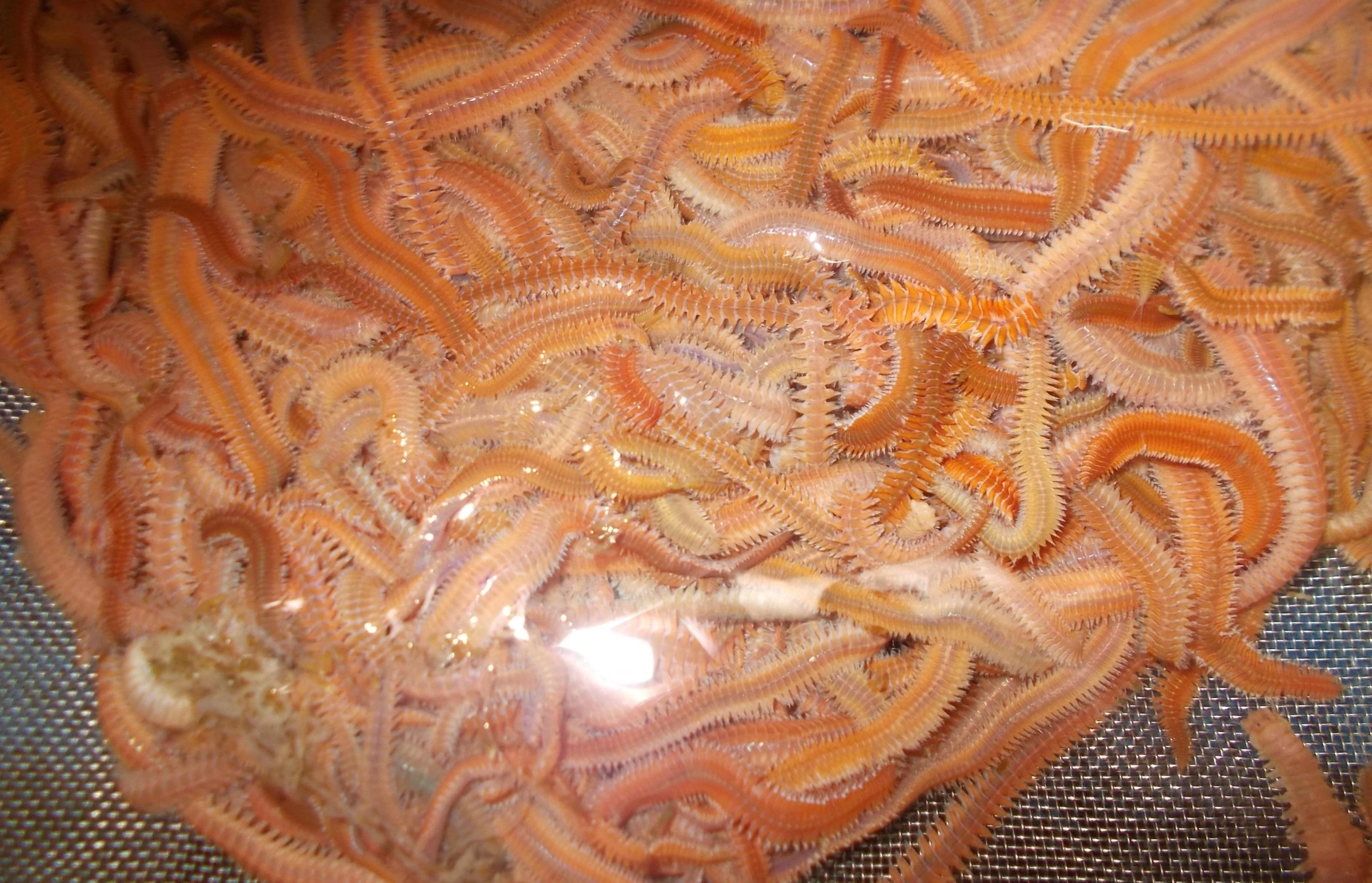 エサは『ゴールドイソメ』基本は１匹掛け、ウネウネ動くので魚が思わず反応しちゃう。