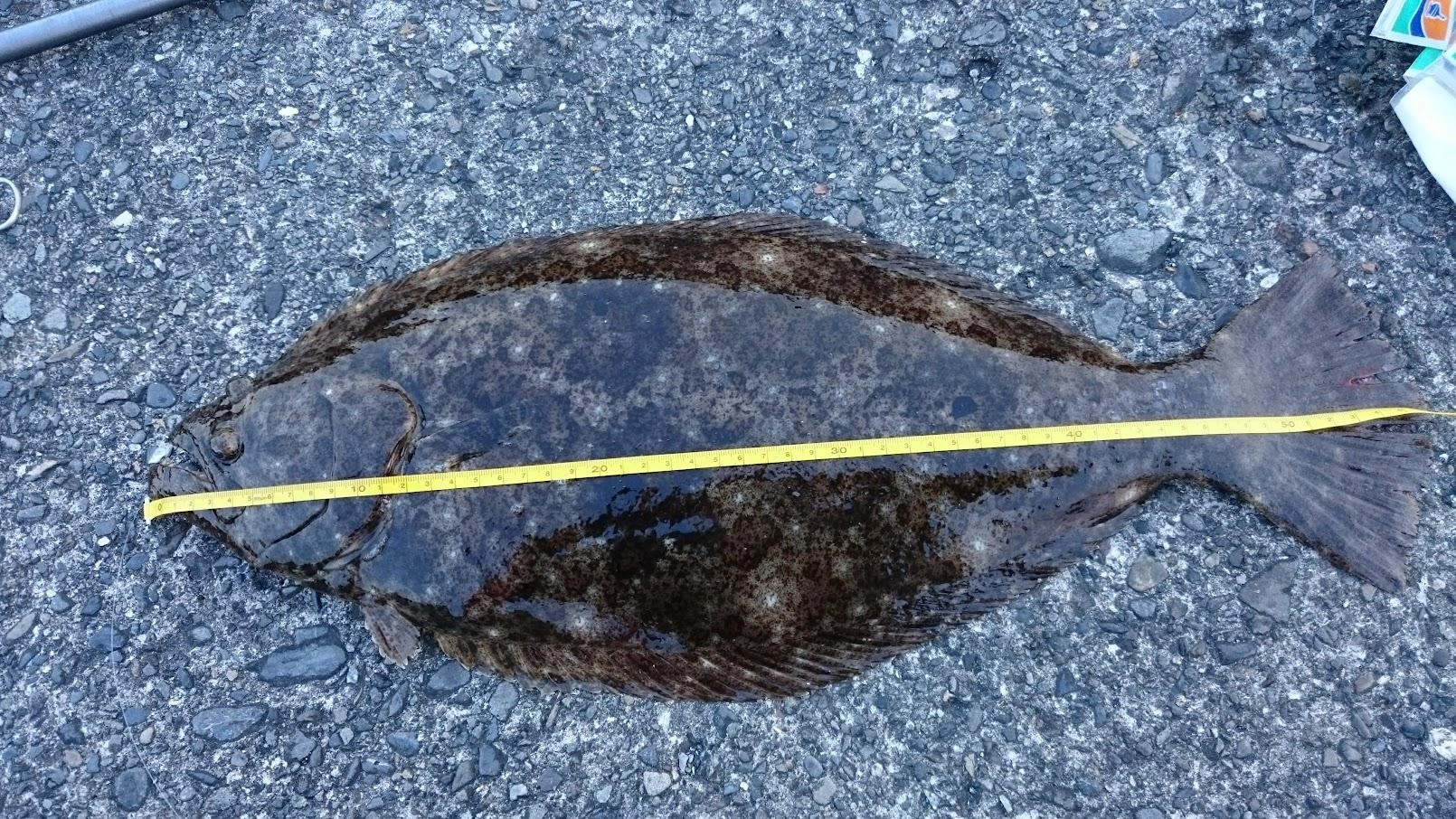 オモリなしで泳がせたのですが、堤防に打ち付けるような潮の流れで小鯖が底まで沈んだのだと思います。
最近合わせのすっぽ抜けを多発しているので、胃袋で掛けるつもりでじっくり待ちました。ターゲットのアオリイカではなかったけど、よい判断だったと思います。