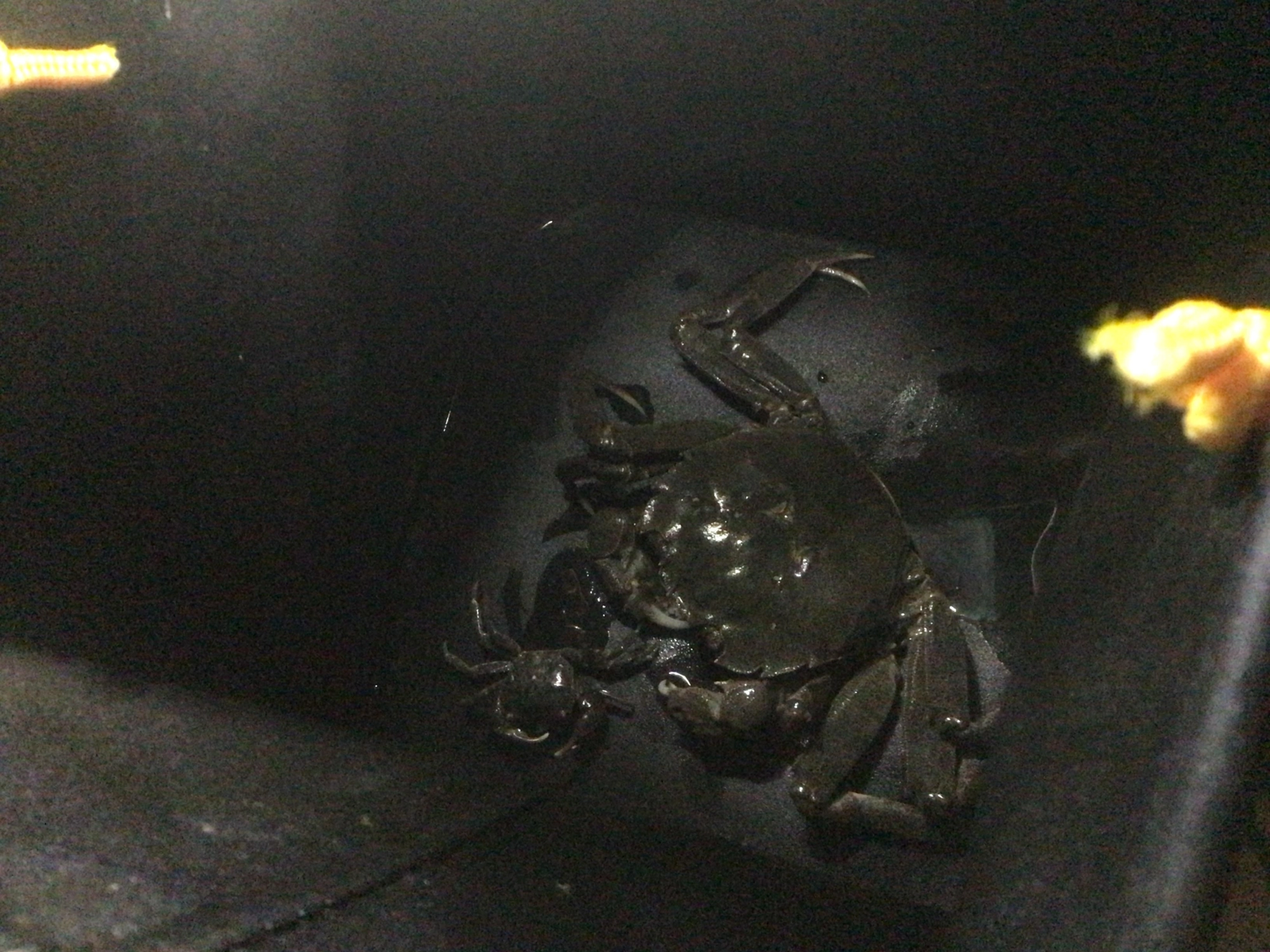 デカイ蟹出てきた。(￣3￣)ぷぅ