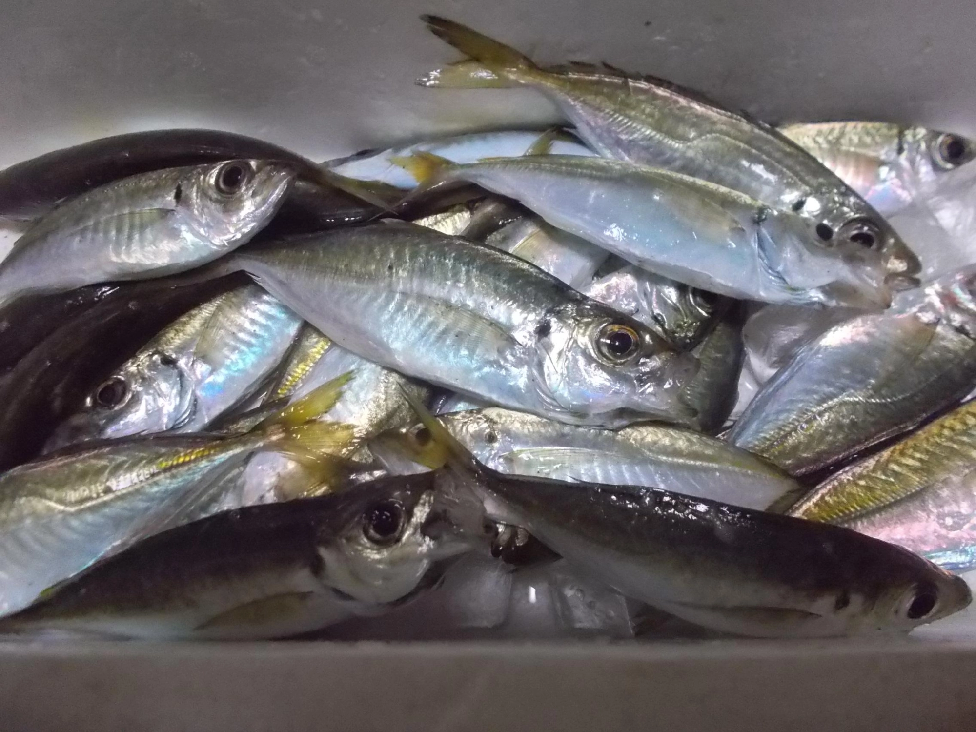 次の日仕事だった為短時間の釣りでしたが大漁でした♪