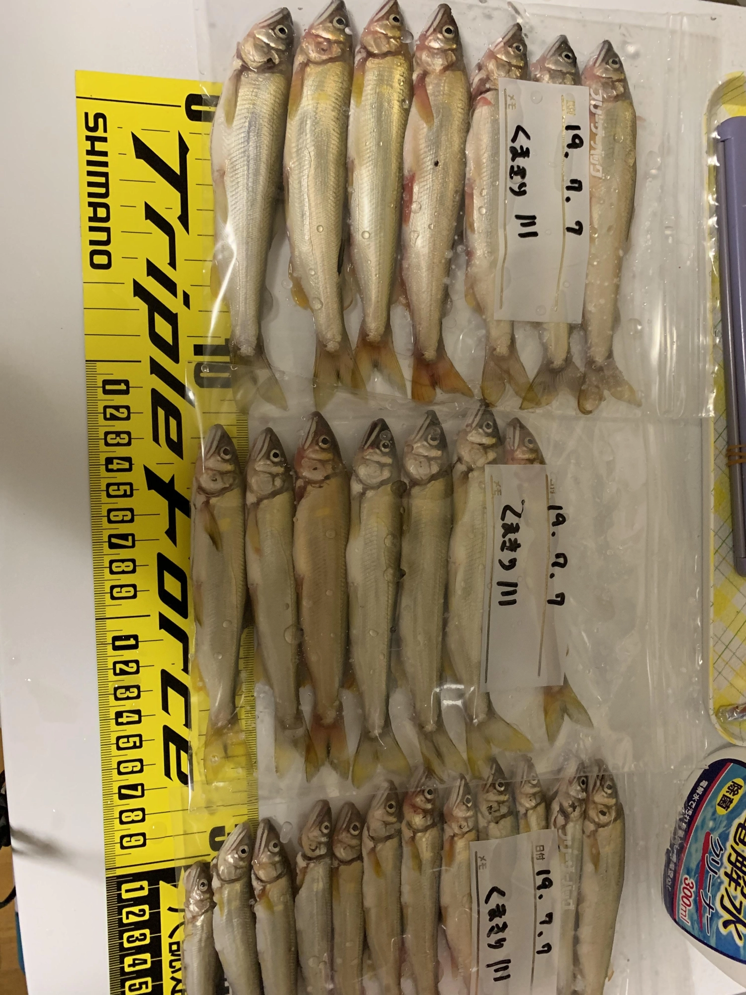 朝の1時間入れ掛かり状態