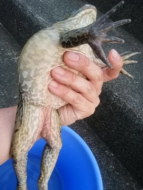 カエル