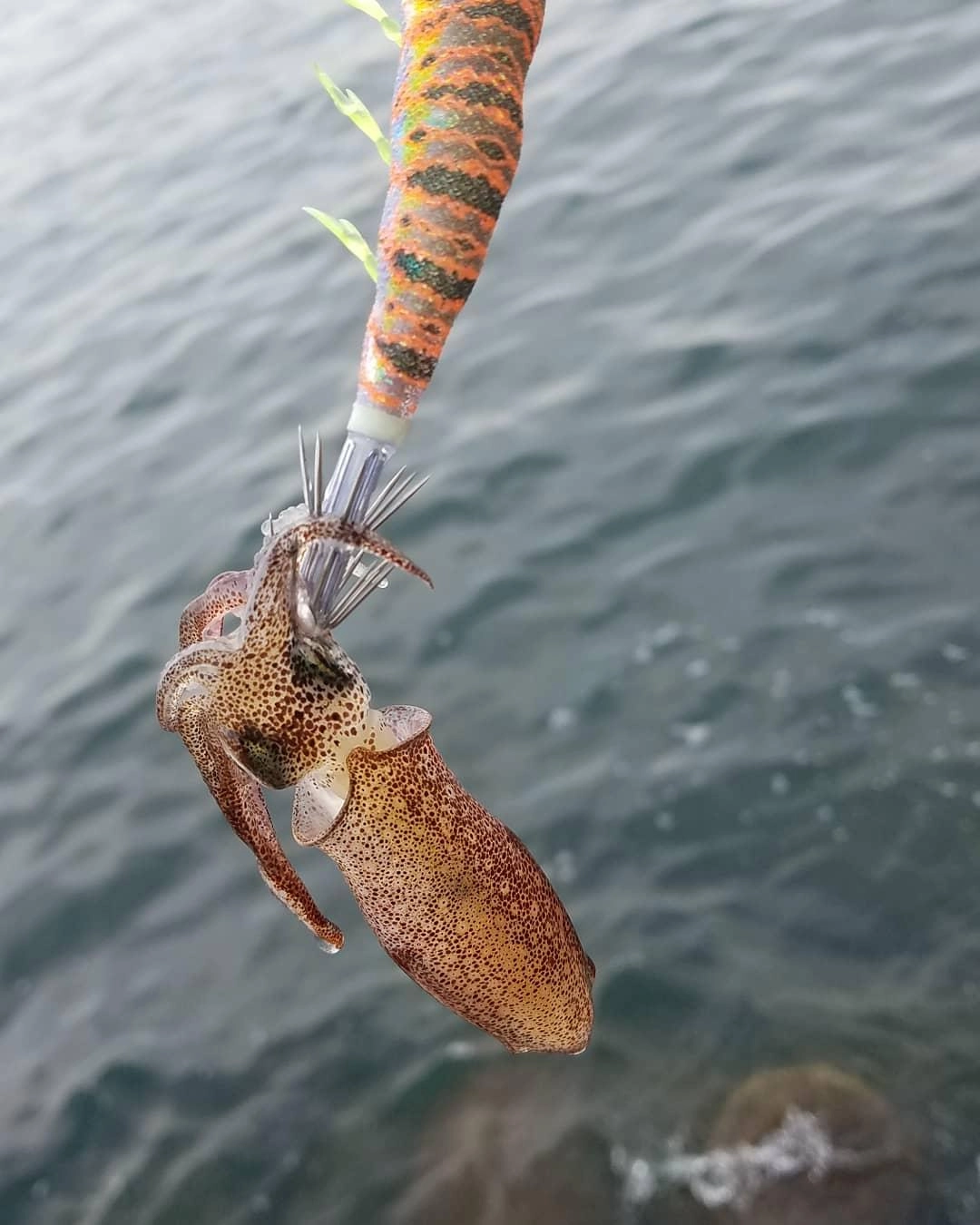 パタパタはヒイカも釣れちゃいます✌