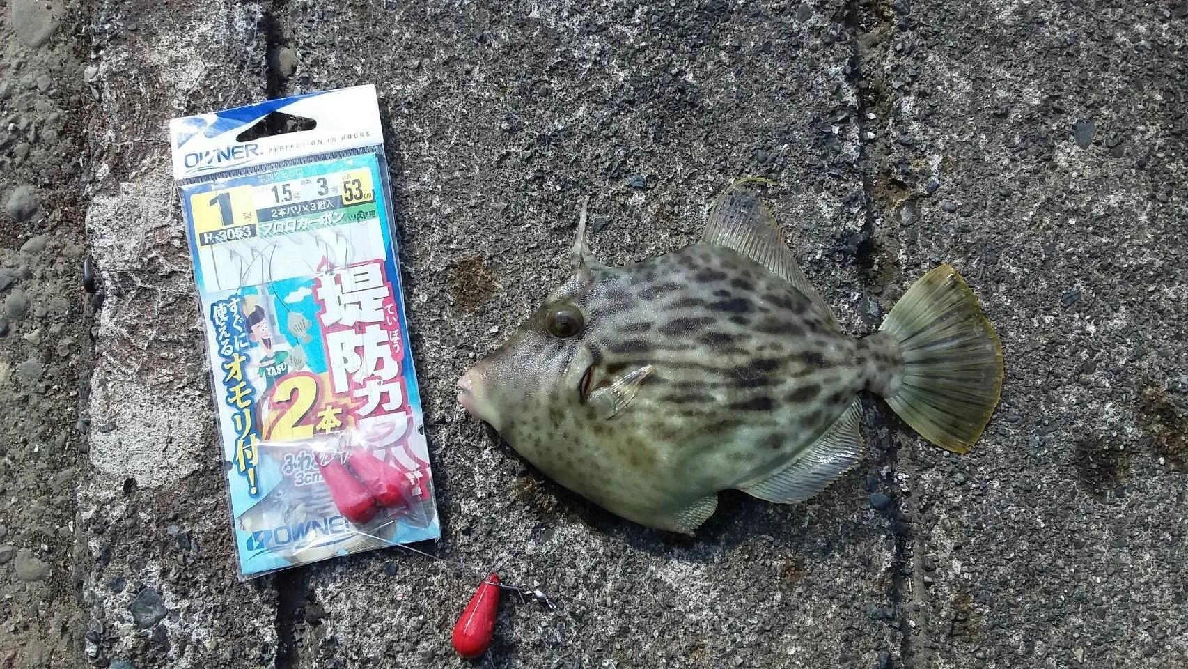 仕掛けは【堤防カワハギ ２本針仕掛け】を使用。エサはゴールドイソメで釣れました。