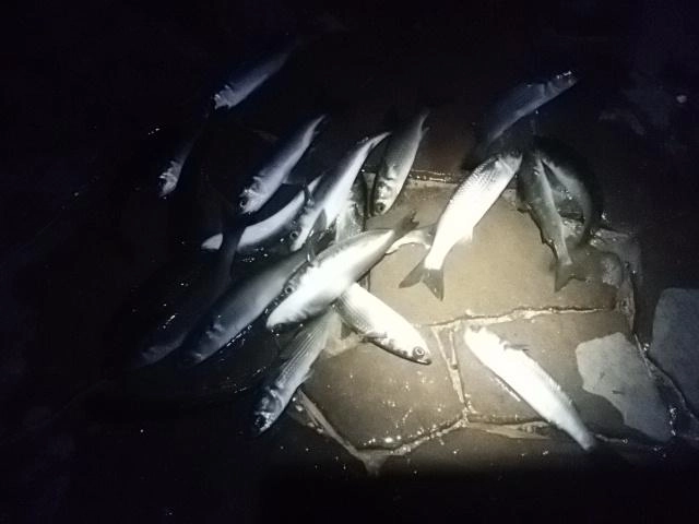 ボラ爆発中じゃ