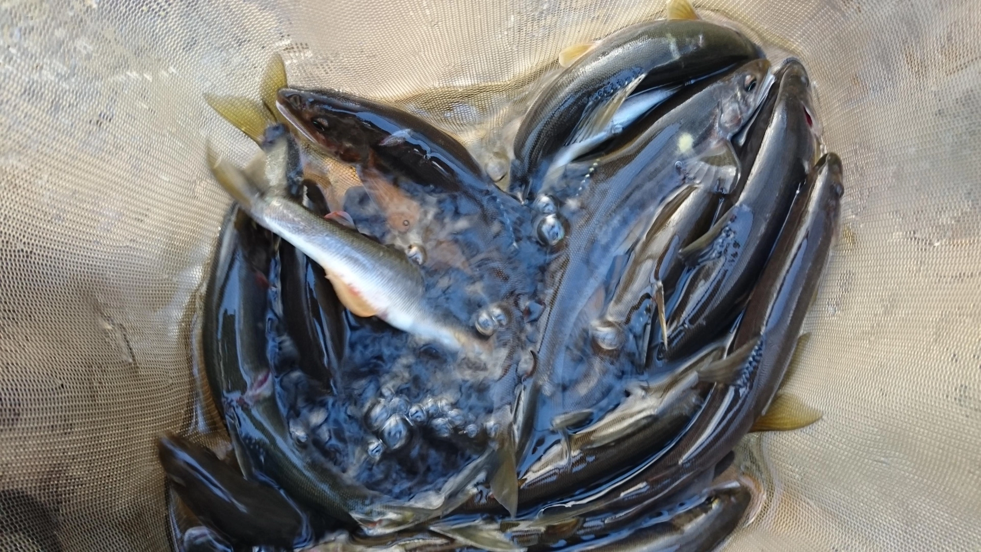 船に入れると色が変わってしまいますが、掛かってすぐはまだ綺麗です！