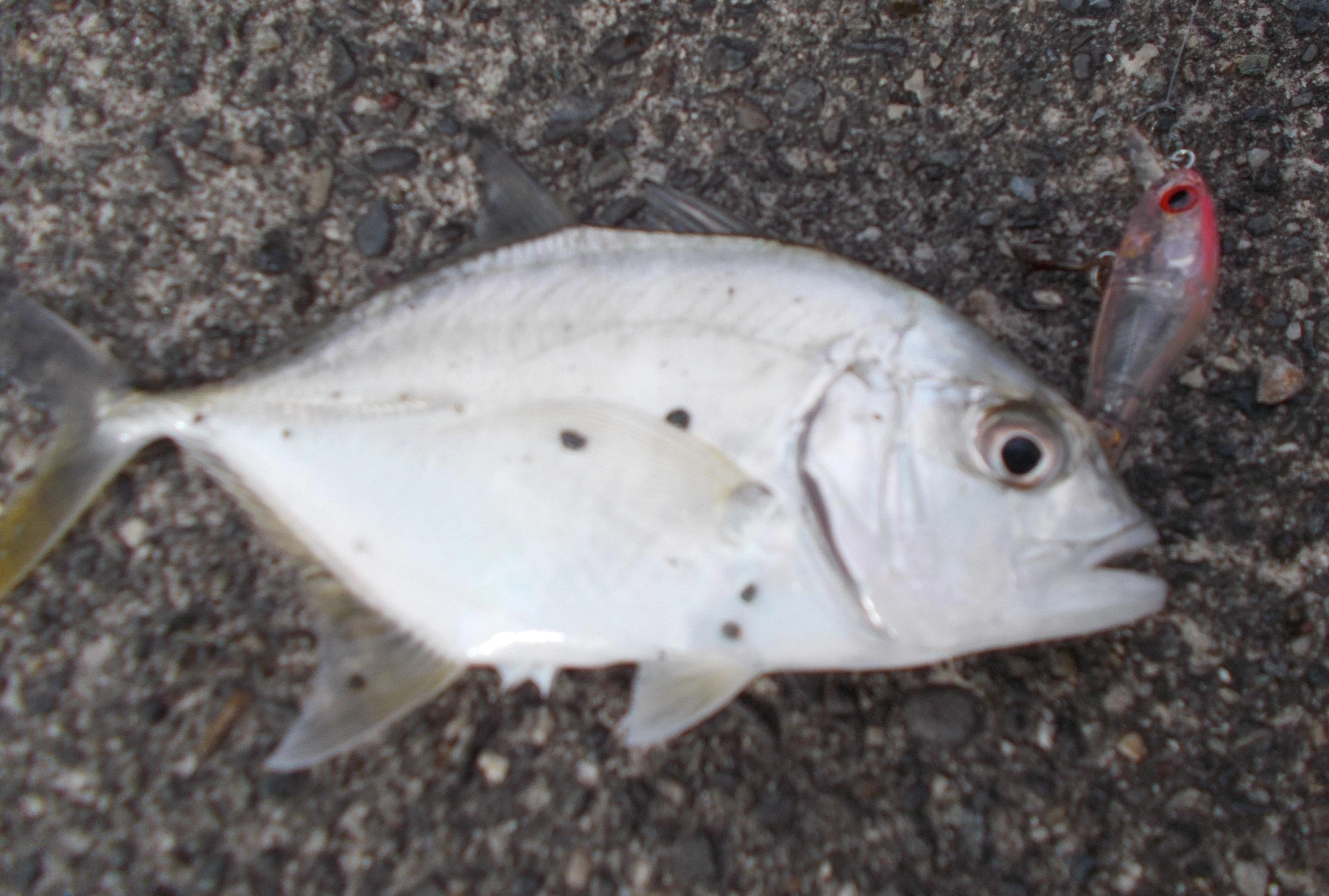 ベイトになっているのは１cm位の小魚、できるだけベイトとルアーのサイズを合わせると反応もいいですよ。