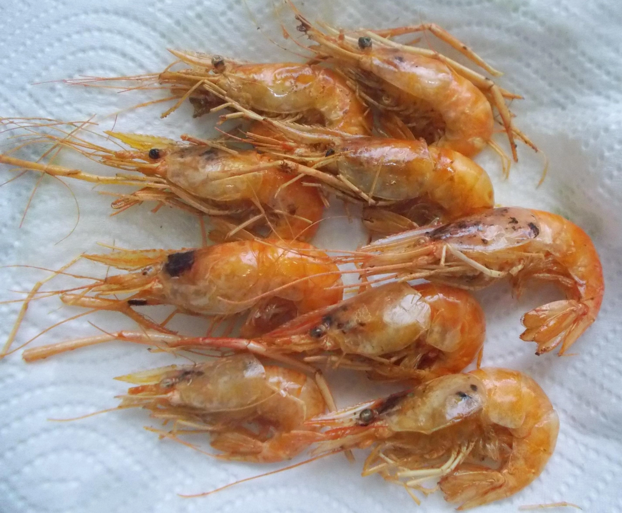 28日に釣れたテナガエビは翌日素揚げに、軽く塩を振っていただきました。