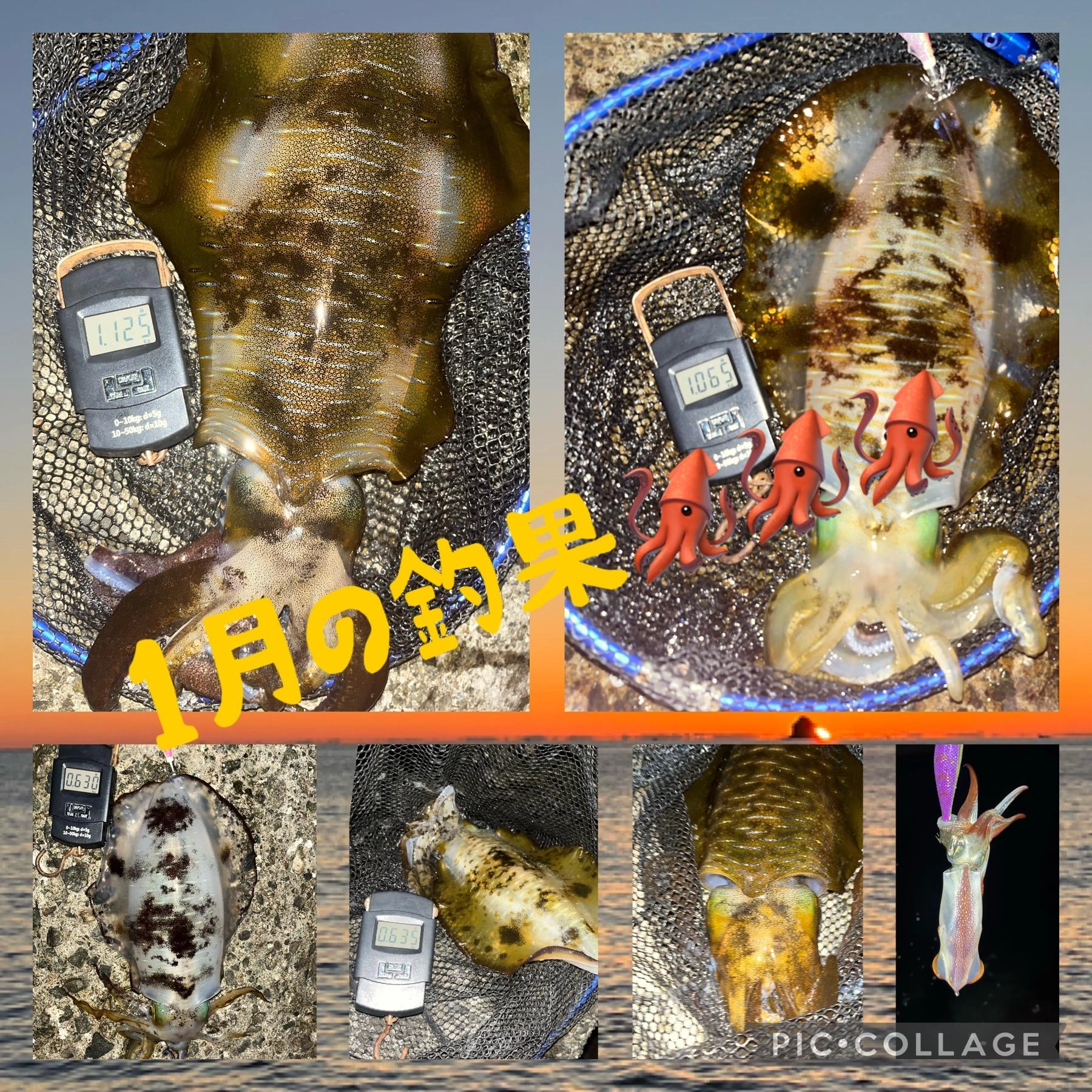 アオリイカ、東伊豆は水温も高く高活性の日が多い。
ケンサキイカ、群れが入ると1投1杯ペースでつれる日も。サイズもgood。