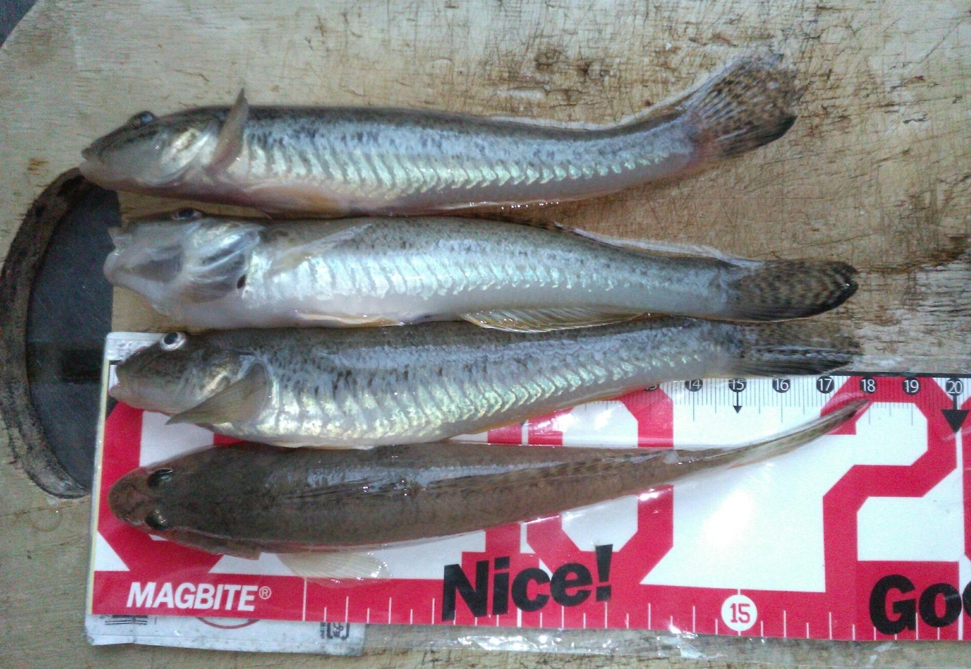 場所によっては良型のハゼが釣れてます。17，8㎝のハゼがこのほかにも！針は大きめの９号を使いました。