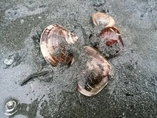 ムズい