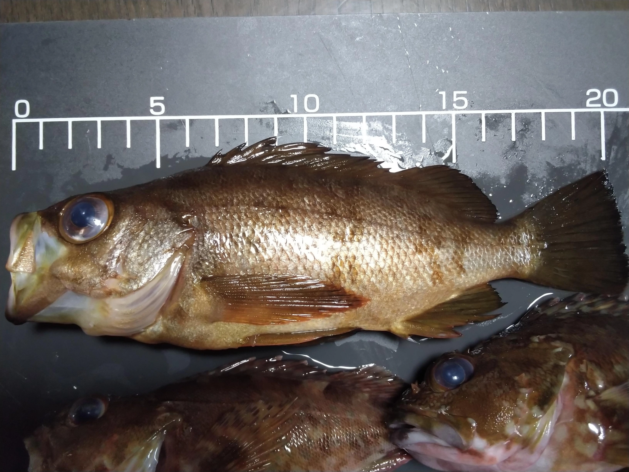 最新報告。最初に釣れたメバルです。食いしん坊でデカイと思う餌をまる呑み。針はずしに手間取って、、しまいました。(ロッド:メジャークラフトアジング)(リール2000番)(PE0.8かな？)(リーダー:フロロ１号)(ジグ2gとワームは適当、デカラメ入り、シラスみたいな赤いやつ)うねりが強く軽いジグでは沈まなかったです。フォール中で反応したかな。波がやや高く明かりがないと夜は危険、注意しての釣りに。ライフジャケットとライトはつけましょう！