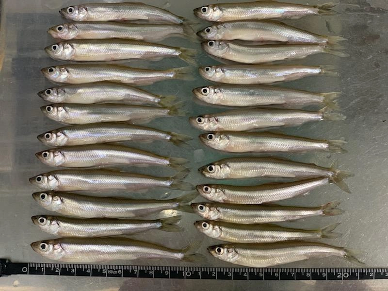 １０ｃｍオーバーもワカサギも多く混じりましたよ。
