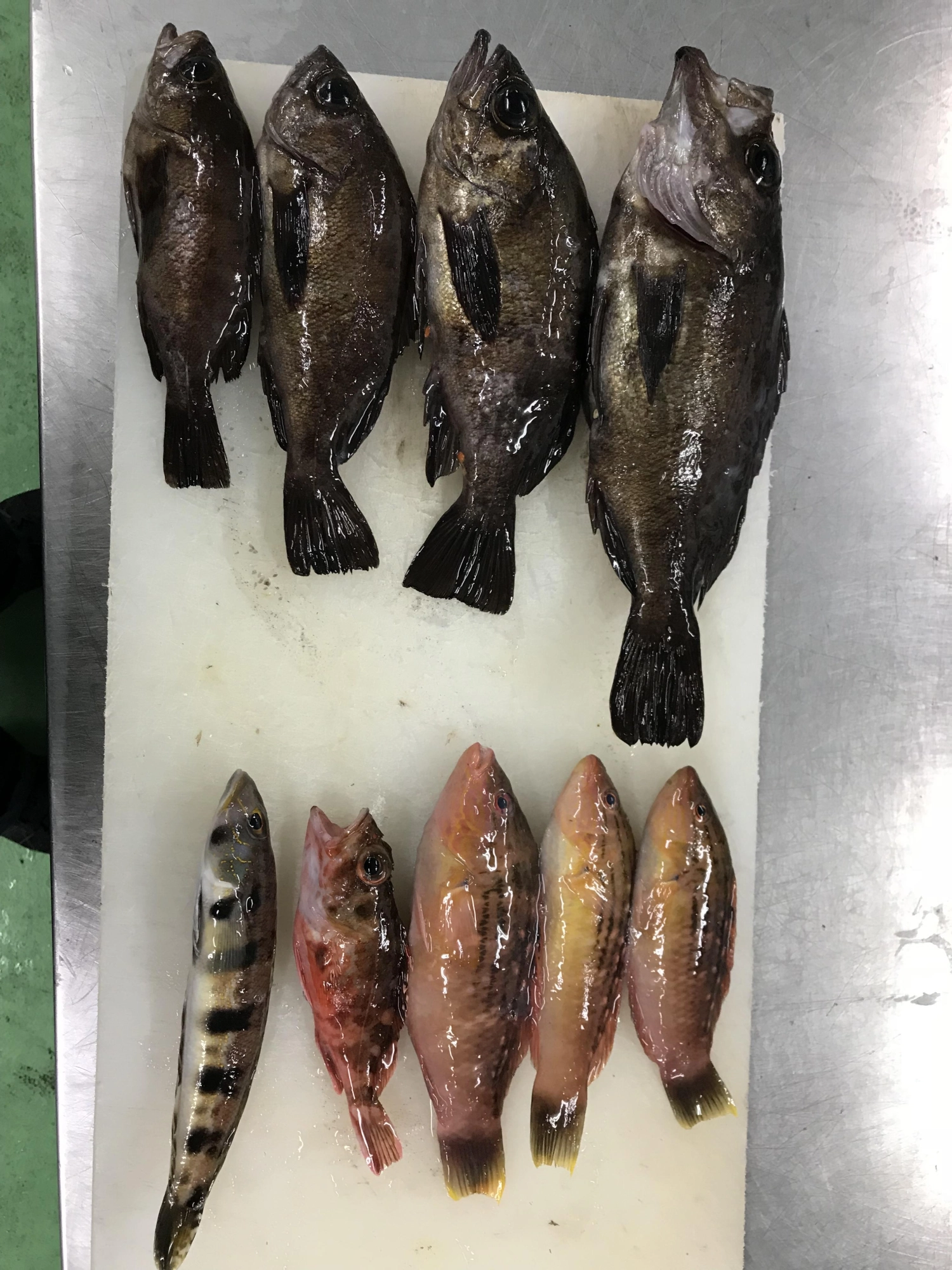 メバル、カサゴ、ベラ等
