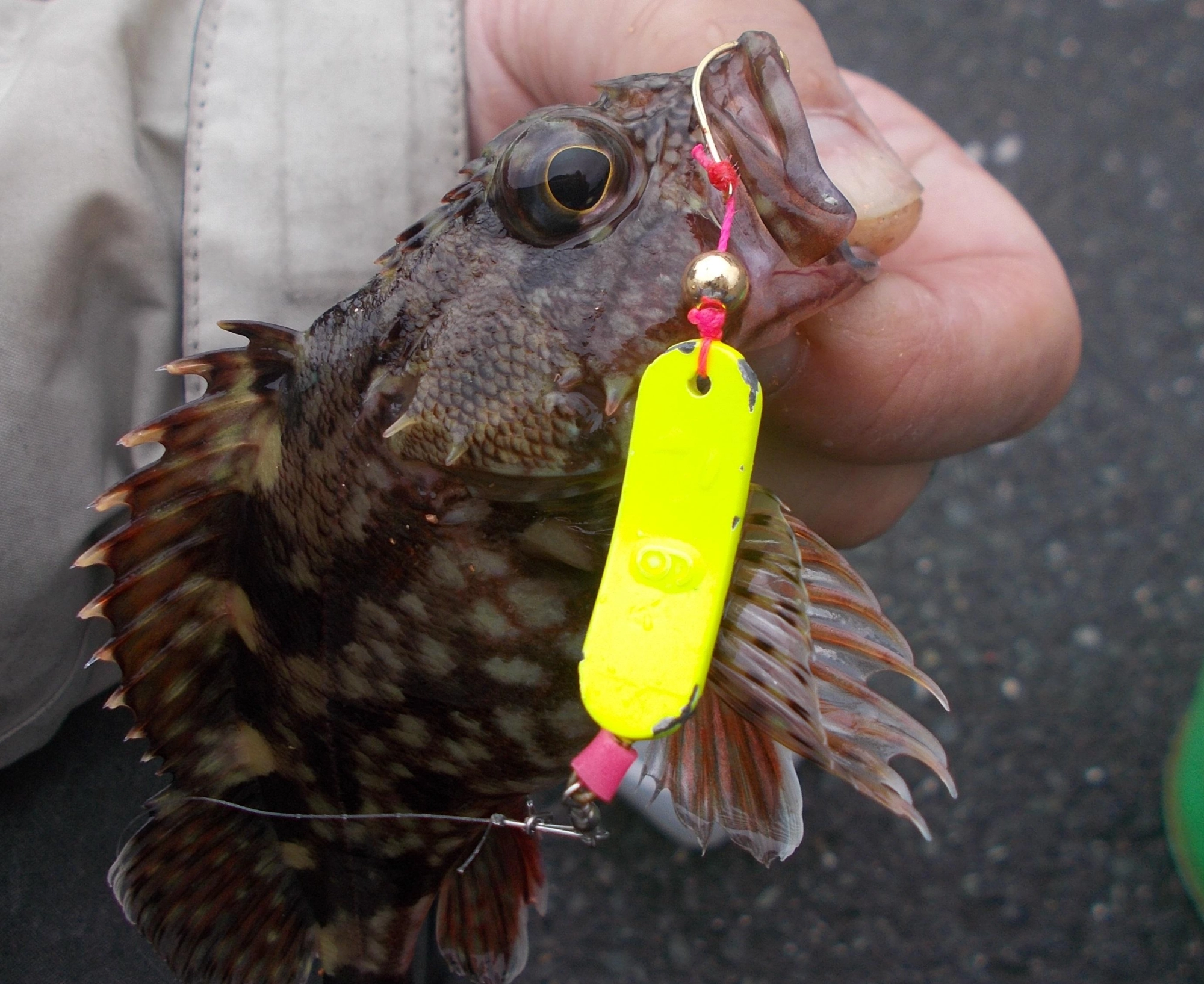少し濁っていたので目立つ黄色で狙い釣れました。カラーは赤、夜光、ピンクとありますが最低2色は持って行くといいですよ。