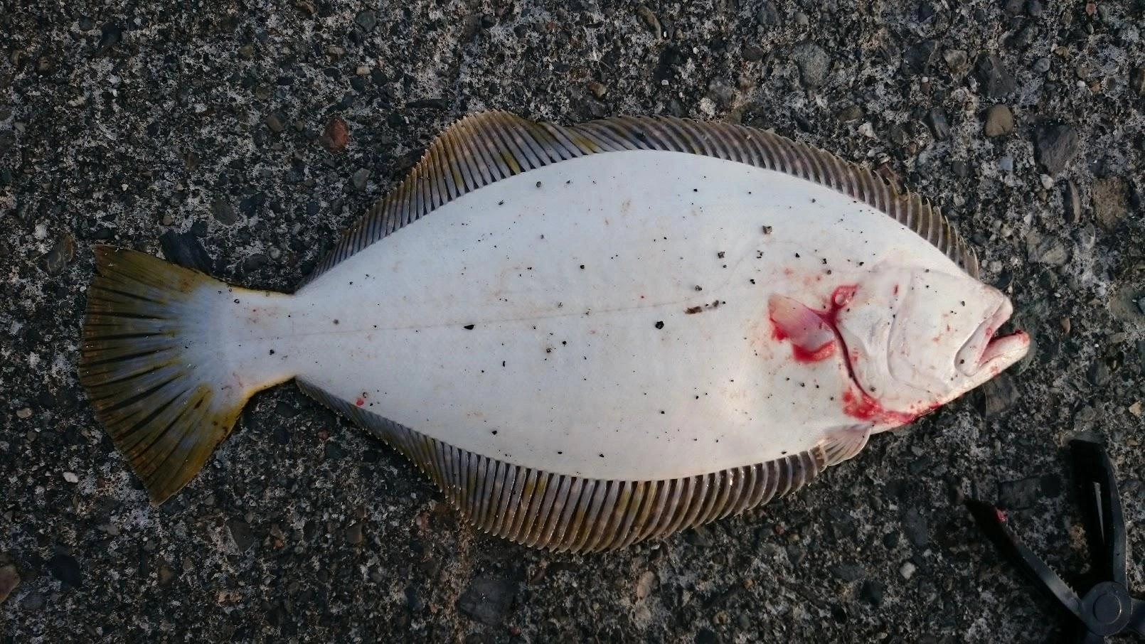 ちょっとだけ黒点が・・・天然か、養殖放流か微妙。