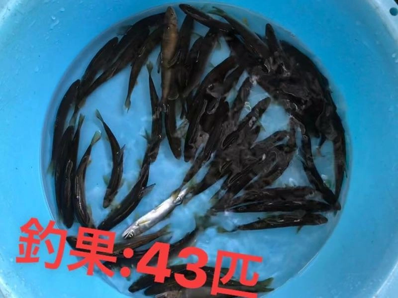 本日釣果４３匹　サイズ１０～１６ｃｍ