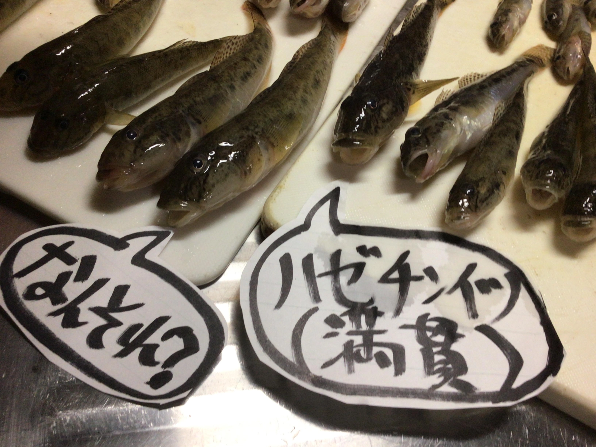デカハゼ増量中❗️