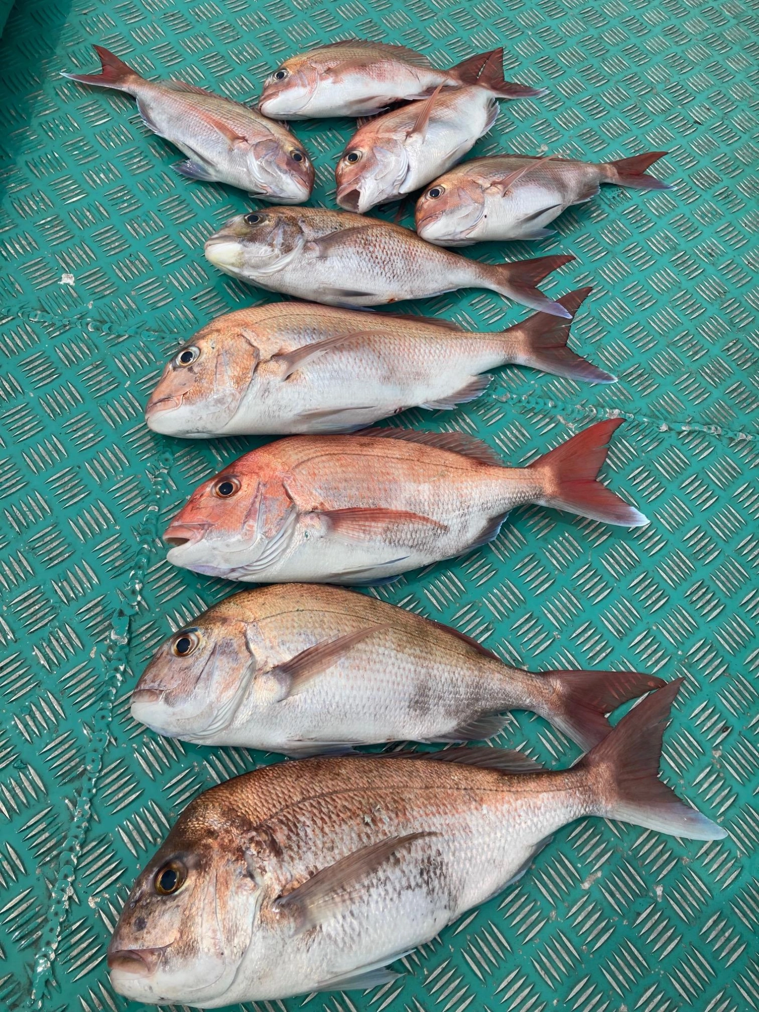 最大2.3kgまで釣れて楽しめました！