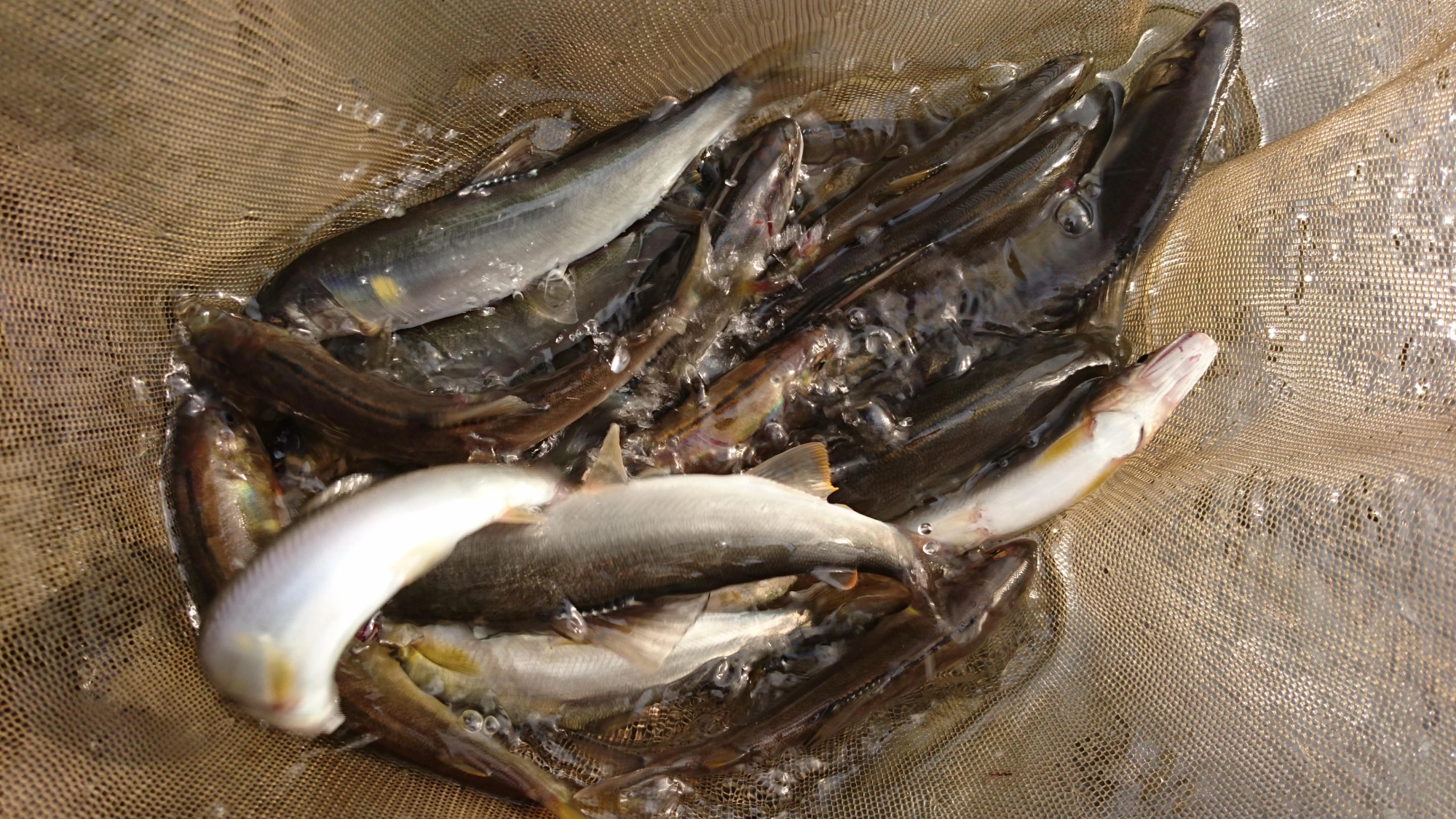 気温高く舟の中で色変わりしてしまった鮎も・・・。
