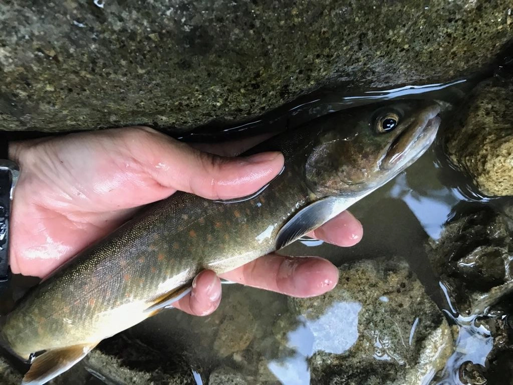 最大28ｃｍ。細長いイワナらしい魚体でした。
