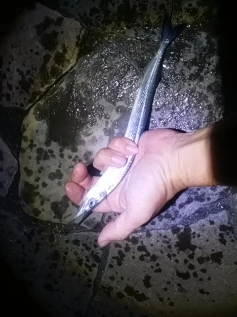 サヨリ