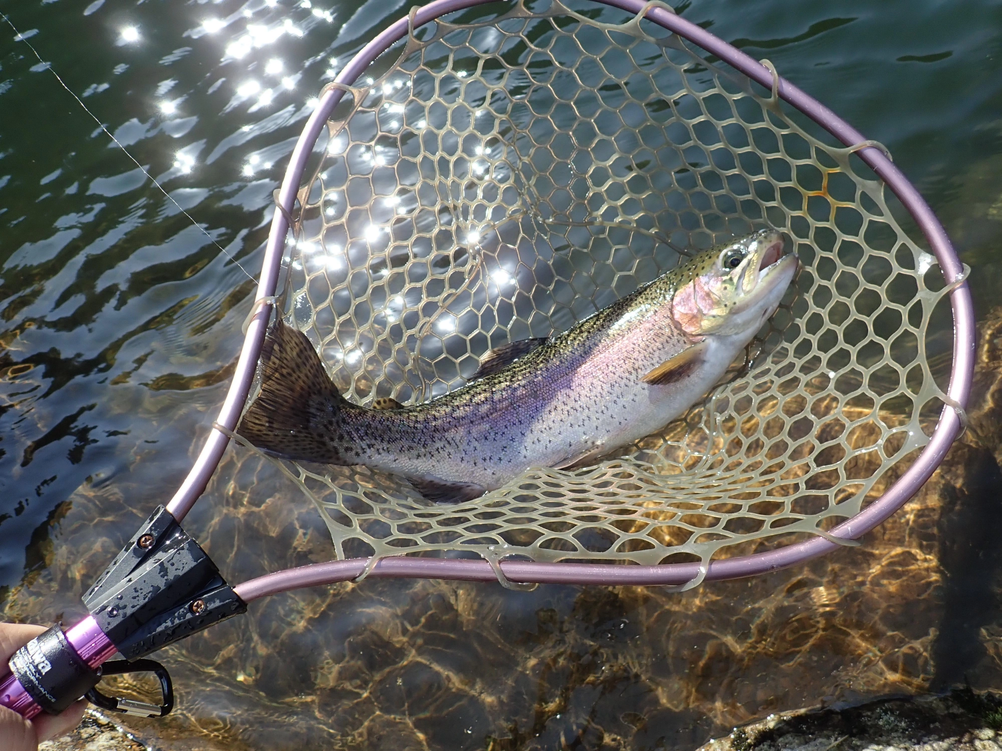 コンディションの良い大型魚もエキスパートポンドに大量に入ってます！