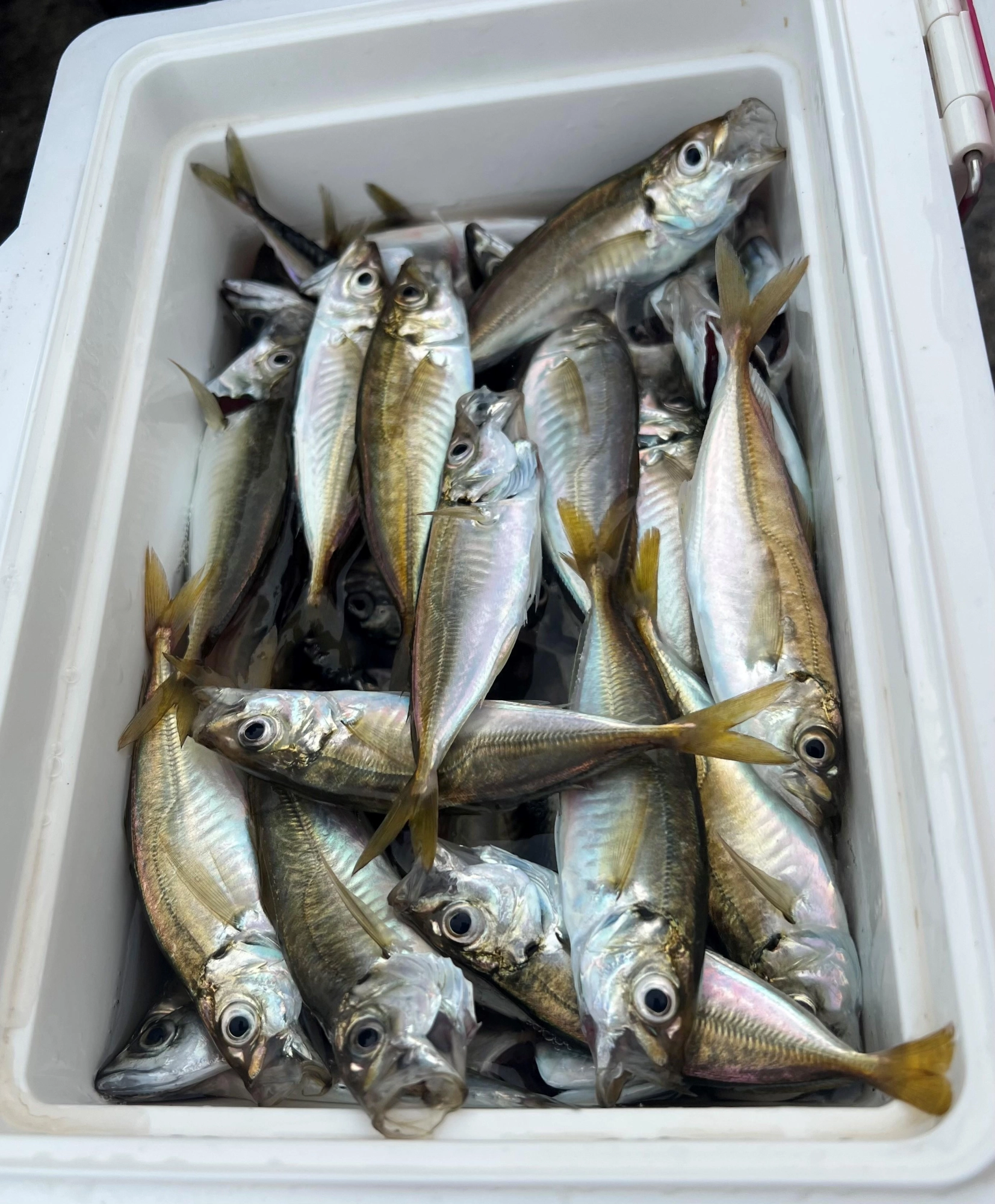 サビキで爆釣でした！（お客様釣果）