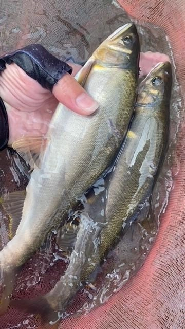 体高のある重量級！