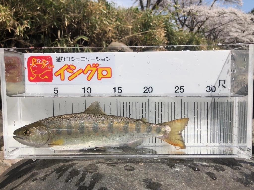 最大26ｃｍでした！