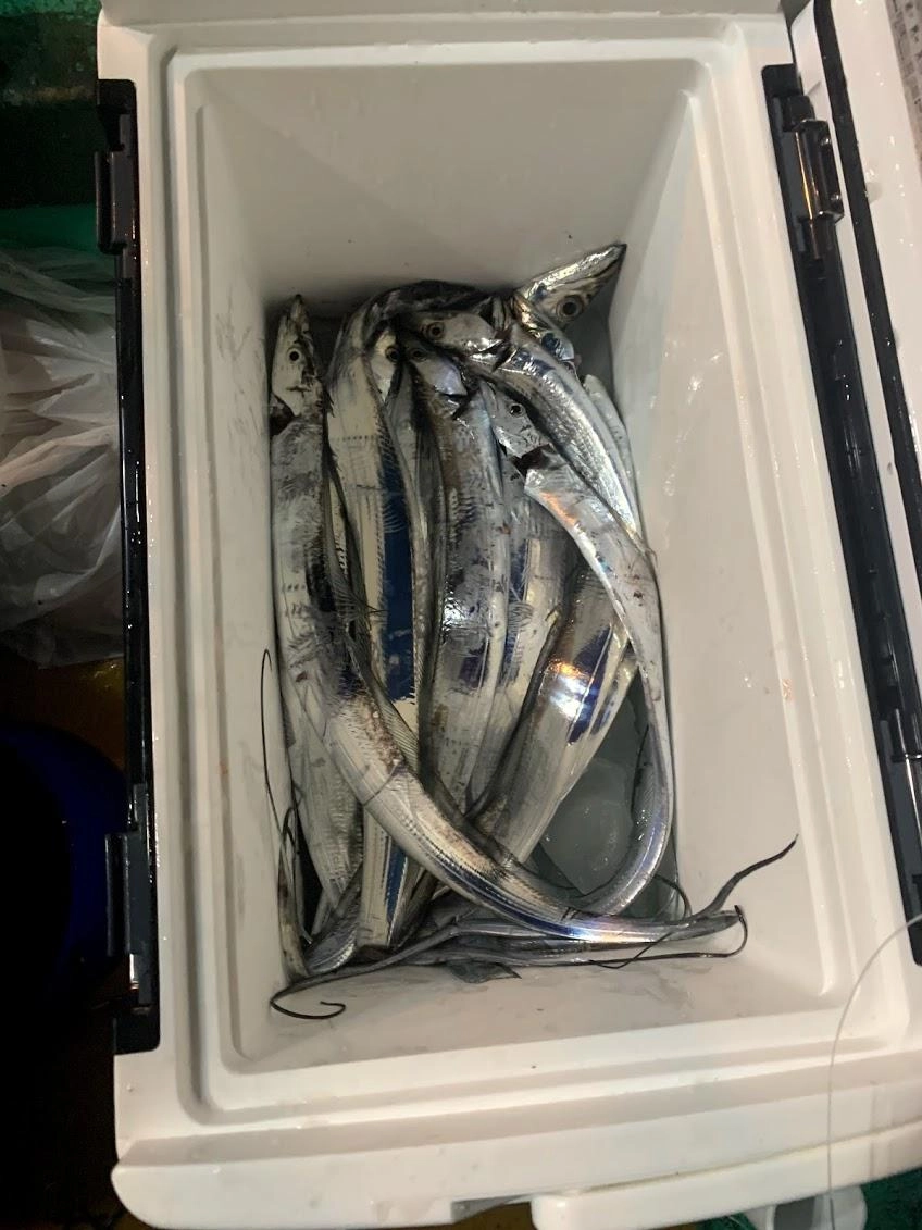 太刀魚11、イカ１