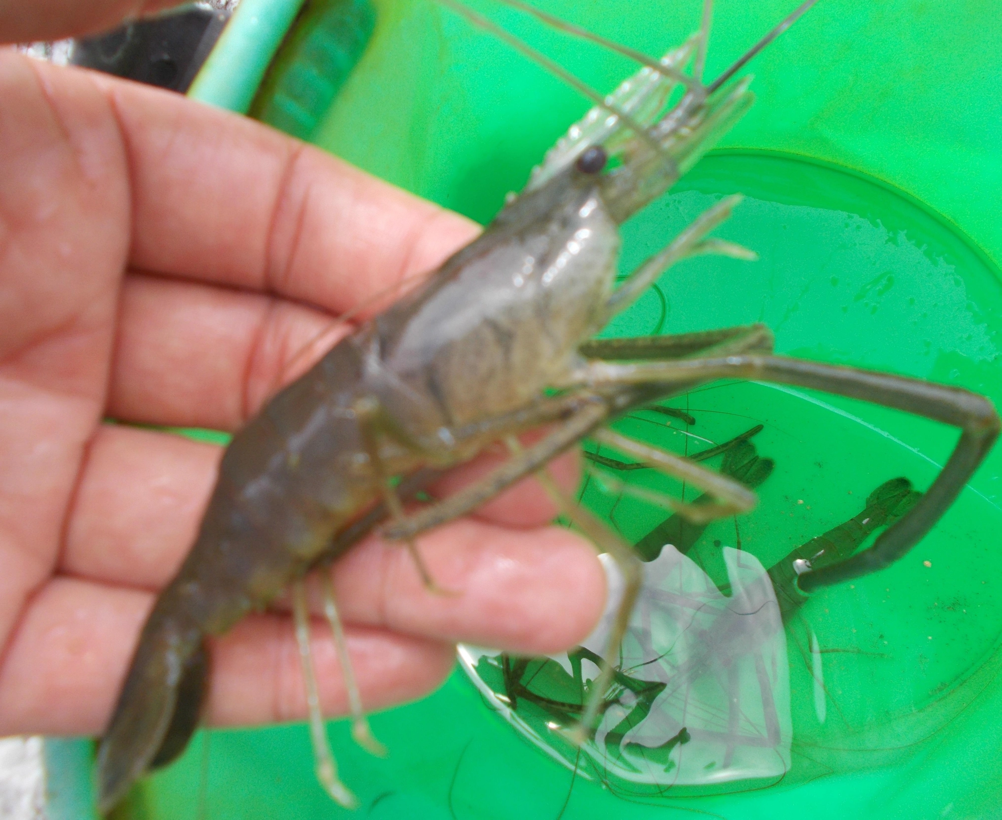 特大サイズのテナガエビ、ハサミ伸ばして20cm越え！！