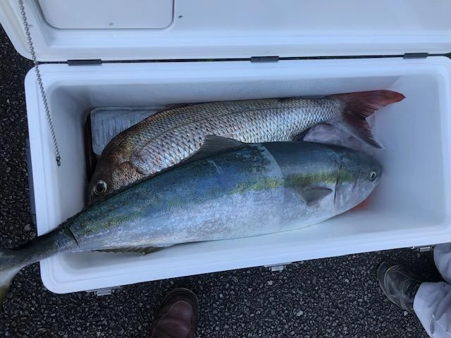 ブリ→95㎝/10kg以上
マダイ→78㎝/9.1kg