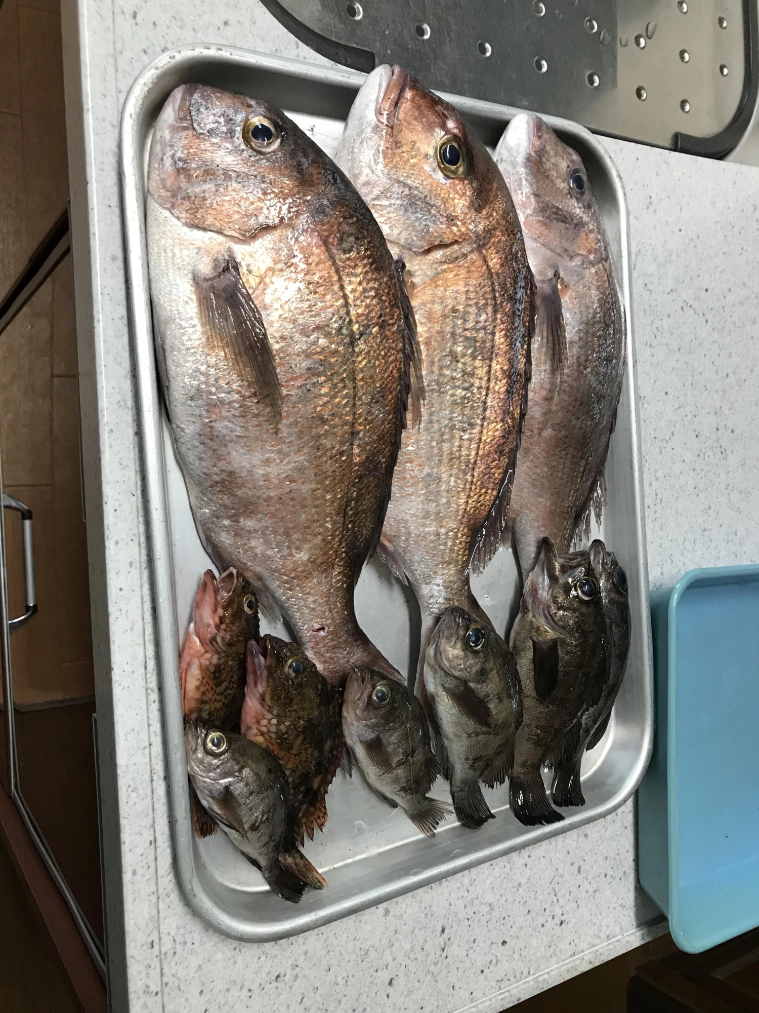 マダイは1匹もらいました。