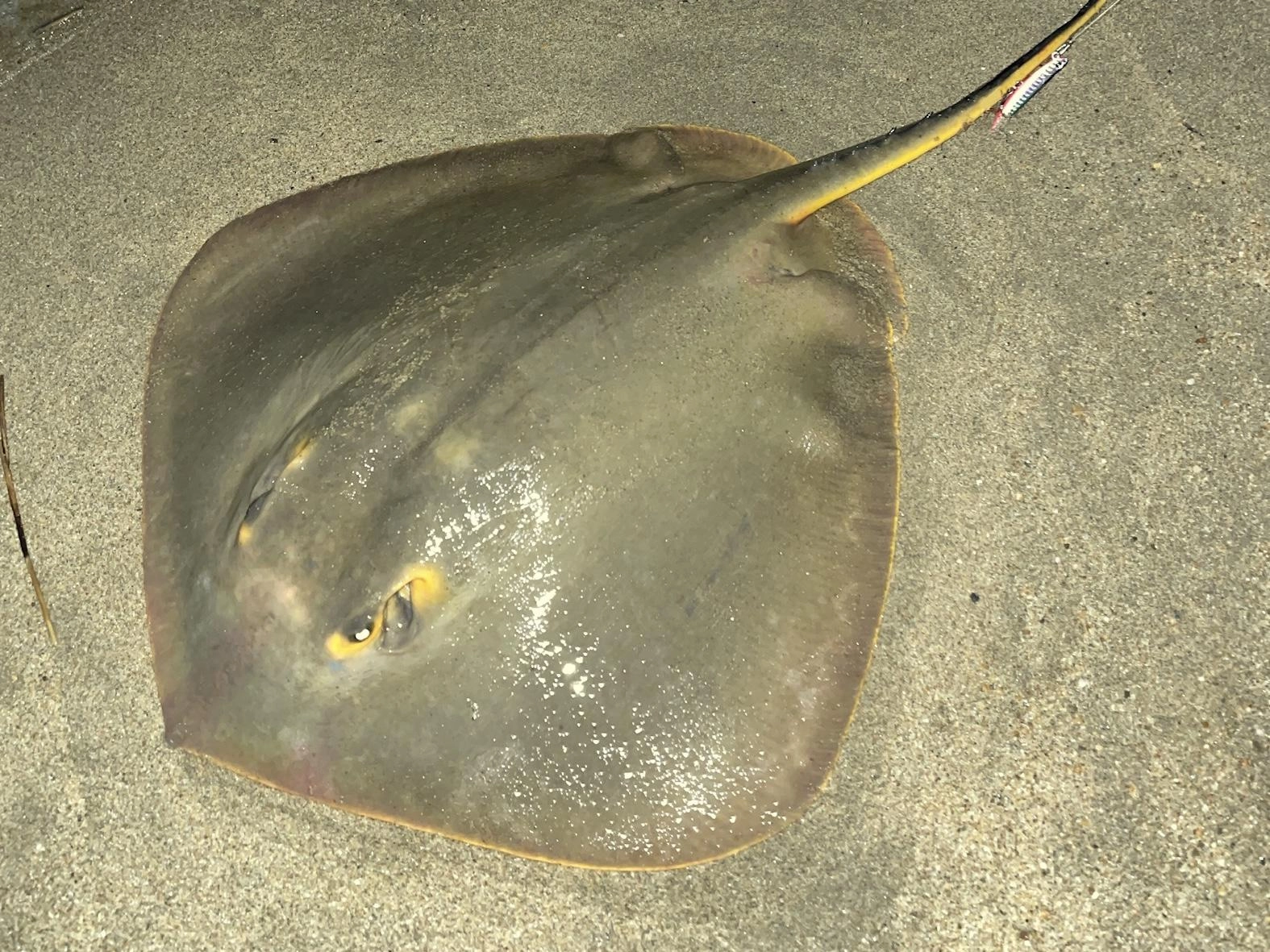 エイは強力な毒針を持っています！釣れたら気を付けてください！