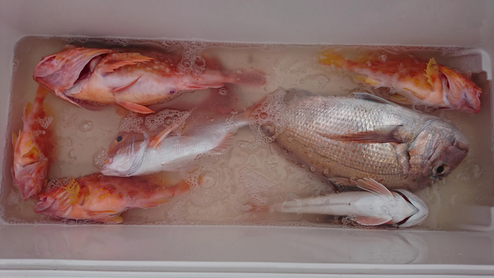 当日の釣果