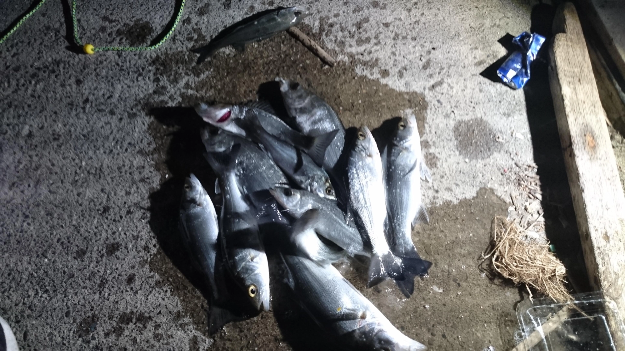 好調に釣れ続きました。魚はすべてリリースしました